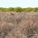 NAM OSHI Etosha 2016NOV26 002 : 2016, 2016 - African Adventures, Africa, Date, Etosha National Park, Month, Namibia, November, Oshikoto, Places, Southern, Trips, Year