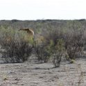 NAM OSHI Etosha 2016NOV26 005 : 2016, 2016 - African Adventures, Africa, Date, Etosha National Park, Month, Namibia, November, Oshikoto, Places, Southern, Trips, Year