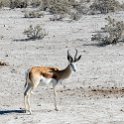 NAM OSHI Etosha 2016NOV26 006 : 2016, 2016 - African Adventures, Africa, Date, Etosha National Park, Month, Namibia, November, Oshikoto, Places, Southern, Trips, Year