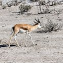 NAM OSHI Etosha 2016NOV26 007 : 2016, 2016 - African Adventures, Africa, Date, Etosha National Park, Month, Namibia, November, Oshikoto, Places, Southern, Trips, Year