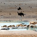 NAM OSHI Etosha 2016NOV26 008 : 2016, 2016 - African Adventures, Africa, Date, Etosha National Park, Month, Namibia, November, Oshikoto, Places, Southern, Trips, Year