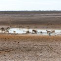 NAM OSHI Etosha 2016NOV26 009 : 2016, 2016 - African Adventures, Africa, Date, Etosha National Park, Month, Namibia, November, Oshikoto, Places, Southern, Trips, Year