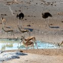 NAM OSHI Etosha 2016NOV26 011 : 2016, 2016 - African Adventures, Africa, Date, Etosha National Park, Month, Namibia, November, Oshikoto, Places, Southern, Trips, Year