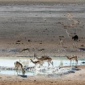 NAM OSHI Etosha 2016NOV26 012 : 2016, 2016 - African Adventures, Africa, Date, Etosha National Park, Month, Namibia, November, Oshikoto, Places, Southern, Trips, Year