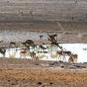 NAM OSHI Etosha 2016NOV26 013 : 2016, 2016 - African Adventures, Africa, Date, Etosha National Park, Month, Namibia, November, Oshikoto, Places, Southern, Trips, Year