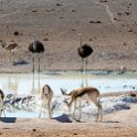 NAM OSHI Etosha 2016NOV26 016 : 2016, 2016 - African Adventures, Africa, Date, Etosha National Park, Month, Namibia, November, Oshikoto, Places, Southern, Trips, Year