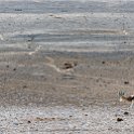 NAM OSHI Etosha 2016NOV26 018 : 2016, 2016 - African Adventures, Africa, Date, Etosha National Park, Month, Namibia, November, Oshikoto, Places, Southern, Trips, Year