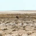 NAM OSHI Etosha 2016NOV26 020 : 2016, 2016 - African Adventures, Africa, Date, Etosha National Park, Month, Namibia, November, Oshikoto, Places, Southern, Trips, Year