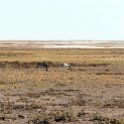 NAM OSHI Etosha 2016NOV26 021 : 2016, 2016 - African Adventures, Africa, Date, Etosha National Park, Month, Namibia, November, Oshikoto, Places, Southern, Trips, Year
