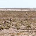 NAM OSHI Etosha 2016NOV26 023 : 2016, 2016 - African Adventures, Africa, Date, Etosha National Park, Month, Namibia, November, Oshikoto, Places, Southern, Trips, Year