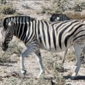 NAM OSHI Etosha 2016NOV26 025 : 2016, 2016 - African Adventures, Africa, Date, Etosha National Park, Month, Namibia, November, Oshikoto, Places, Southern, Trips, Year