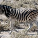 NAM OSHI Etosha 2016NOV26 026 : 2016, 2016 - African Adventures, Africa, Date, Etosha National Park, Month, Namibia, November, Oshikoto, Places, Southern, Trips, Year