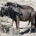 NAM OSHI Etosha 2016NOV26 027 : 2016, 2016 - African Adventures, Africa, Date, Etosha National Park, Month, Namibia, November, Oshikoto, Places, Southern, Trips, Year