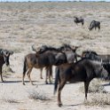 NAM OSHI Etosha 2016NOV26 028 : 2016, 2016 - African Adventures, Africa, Date, Etosha National Park, Month, Namibia, November, Oshikoto, Places, Southern, Trips, Year