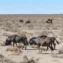NAM OSHI Etosha 2016NOV26 029 : 2016, 2016 - African Adventures, Africa, Date, Etosha National Park, Month, Namibia, November, Oshikoto, Places, Southern, Trips, Year