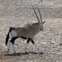 NAM OSHI Etosha 2016NOV26 030 : 2016, 2016 - African Adventures, Africa, Date, Etosha National Park, Month, Namibia, November, Oshikoto, Places, Southern, Trips, Year