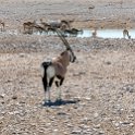 NAM OSHI Etosha 2016NOV26 031 : 2016, 2016 - African Adventures, Africa, Date, Etosha National Park, Month, Namibia, November, Oshikoto, Places, Southern, Trips, Year