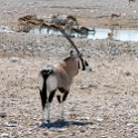 NAM OSHI Etosha 2016NOV26 032 : 2016, 2016 - African Adventures, Africa, Date, Etosha National Park, Month, Namibia, November, Oshikoto, Places, Southern, Trips, Year
