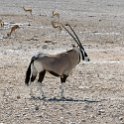 NAM OSHI Etosha 2016NOV26 034 : 2016, 2016 - African Adventures, Africa, Date, Etosha National Park, Month, Namibia, November, Oshikoto, Places, Southern, Trips, Year
