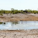 NAM OSHI Etosha 2016NOV26 038 : 2016, 2016 - African Adventures, Africa, Date, Etosha National Park, Month, Namibia, November, Oshikoto, Places, Southern, Trips, Year