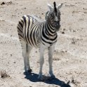 NAM OSHI Etosha 2016NOV26 039 : 2016, 2016 - African Adventures, Africa, Date, Etosha National Park, Month, Namibia, November, Oshikoto, Places, Southern, Trips, Year