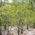 NAM OSHI Etosha 2016NOV26 054 : 2016, 2016 - African Adventures, Africa, Date, Etosha National Park, Month, Namibia, November, Oshikoto, Places, Southern, Trips, Year