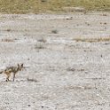 NAM OSHI Etosha 2016NOV26 059 : 2016, 2016 - African Adventures, Africa, Date, Etosha National Park, Month, Namibia, November, Oshikoto, Places, Southern, Trips, Year