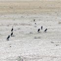 NAM OSHI Etosha 2016NOV26 060 : 2016, 2016 - African Adventures, Africa, Date, Etosha National Park, Month, Namibia, November, Oshikoto, Places, Southern, Trips, Year