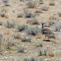 NAM OSHI Etosha 2016NOV26 062 : 2016, 2016 - African Adventures, Africa, Date, Etosha National Park, Month, Namibia, November, Oshikoto, Places, Southern, Trips, Year