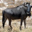 NAM OSHI Etosha 2016NOV26 063 : 2016, 2016 - African Adventures, Africa, Date, Etosha National Park, Month, Namibia, November, Oshikoto, Places, Southern, Trips, Year
