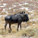 NAM OSHI Etosha 2016NOV26 064 : 2016, 2016 - African Adventures, Africa, Date, Etosha National Park, Month, Namibia, November, Oshikoto, Places, Southern, Trips, Year