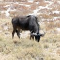 NAM OSHI Etosha 2016NOV26 065 : 2016, 2016 - African Adventures, Africa, Date, Etosha National Park, Month, Namibia, November, Oshikoto, Places, Southern, Trips, Year