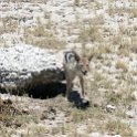 NAM OSHI Etosha 2016NOV26 066 : 2016, 2016 - African Adventures, Africa, Date, Etosha National Park, Month, Namibia, November, Oshikoto, Places, Southern, Trips, Year