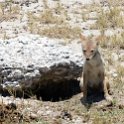 NAM OSHI Etosha 2016NOV26 067 : 2016, 2016 - African Adventures, Africa, Date, Etosha National Park, Month, Namibia, November, Oshikoto, Places, Southern, Trips, Year