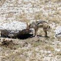 NAM OSHI Etosha 2016NOV26 068 : 2016, 2016 - African Adventures, Africa, Date, Etosha National Park, Month, Namibia, November, Oshikoto, Places, Southern, Trips, Year