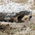NAM OSHI Etosha 2016NOV26 069 : 2016, 2016 - African Adventures, Africa, Date, Etosha National Park, Month, Namibia, November, Oshikoto, Places, Southern, Trips, Year