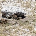 NAM OSHI Etosha 2016NOV26 070 : 2016, 2016 - African Adventures, Africa, Date, Etosha National Park, Month, Namibia, November, Oshikoto, Places, Southern, Trips, Year