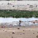NAM OSHI Etosha 2016NOV26 072 : 2016, 2016 - African Adventures, Africa, Date, Etosha National Park, Month, Namibia, November, Oshikoto, Places, Southern, Trips, Year