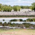 NAM OSHI Etosha 2016NOV26 073 : 2016, 2016 - African Adventures, Africa, Date, Etosha National Park, Month, Namibia, November, Oshikoto, Places, Southern, Trips, Year