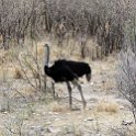 NAM OSHI Etosha 2016NOV26 076 : 2016, 2016 - African Adventures, Africa, Date, Etosha National Park, Month, Namibia, November, Oshikoto, Places, Southern, Trips, Year