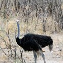 NAM OSHI Etosha 2016NOV26 077 : 2016, 2016 - African Adventures, Africa, Date, Etosha National Park, Month, Namibia, November, Oshikoto, Places, Southern, Trips, Year
