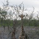 NAM OSHI Etosha 2016NOV26 080 : 2016, 2016 - African Adventures, Africa, Date, Etosha National Park, Month, Namibia, November, Oshikoto, Places, Southern, Trips, Year