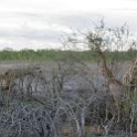NAM OSHI Etosha 2016NOV26 081 : 2016, 2016 - African Adventures, Africa, Date, Etosha National Park, Month, Namibia, November, Oshikoto, Places, Southern, Trips, Year