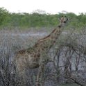 NAM OSHI Etosha 2016NOV26 082 : 2016, 2016 - African Adventures, Africa, Date, Etosha National Park, Month, Namibia, November, Oshikoto, Places, Southern, Trips, Year
