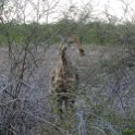 NAM OSHI Etosha 2016NOV26 083 : 2016, 2016 - African Adventures, Africa, Date, Etosha National Park, Month, Namibia, November, Oshikoto, Places, Southern, Trips, Year