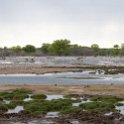 NAM OSHI Etosha 2016NOV26 085 : 2016, 2016 - African Adventures, Africa, Date, Etosha National Park, Month, Namibia, November, Oshikoto, Places, Southern, Trips, Year