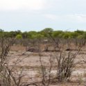 NAM OSHI Etosha 2016NOV26 091 : 2016, 2016 - African Adventures, Africa, Date, Etosha National Park, Month, Namibia, November, Oshikoto, Places, Southern, Trips, Year