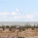 NAM OSHI Etosha 2016NOV26 092 : 2016, 2016 - African Adventures, Africa, Date, Etosha National Park, Month, Namibia, November, Oshikoto, Places, Southern, Trips, Year