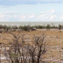 NAM OSHI Etosha 2016NOV26 095 : 2016, 2016 - African Adventures, Africa, Date, Etosha National Park, Month, Namibia, November, Oshikoto, Places, Southern, Trips, Year