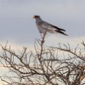 NAM OSHI Etosha 2016NOV26 097 : 2016, 2016 - African Adventures, Africa, Date, Etosha National Park, Month, Namibia, November, Oshikoto, Places, Southern, Trips, Year